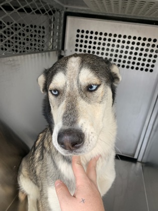 Main Photo of this Dog
