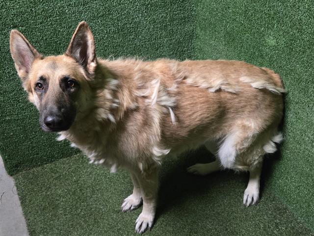 DogInDanger of Being Killed