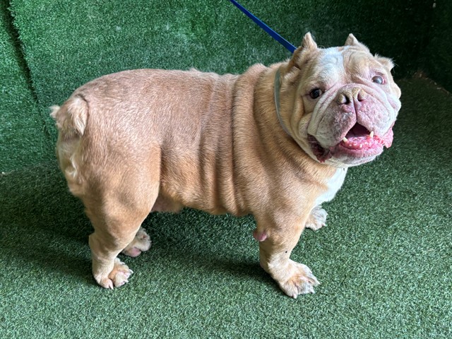 Adoptable pet photo