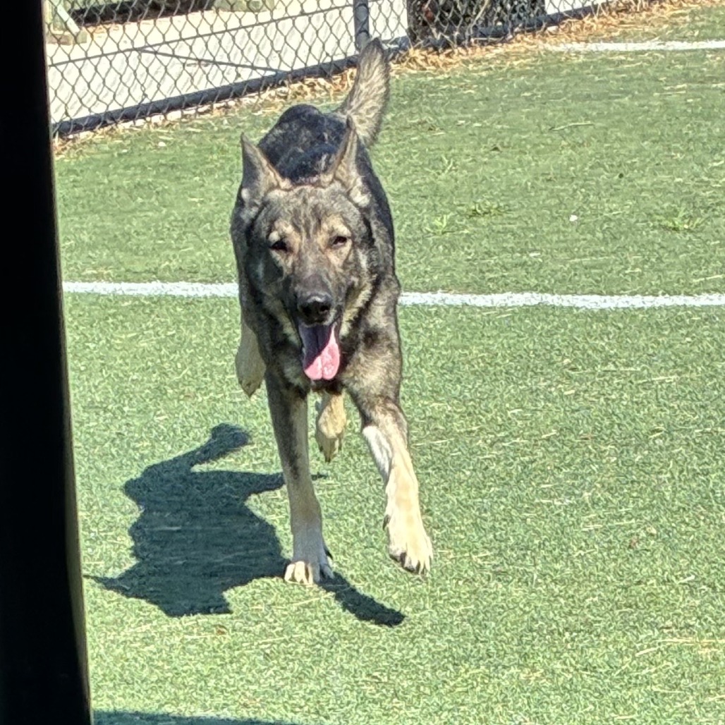 Other Photos of thie Dog