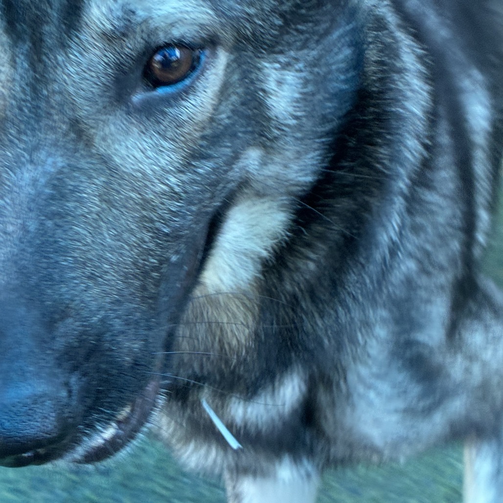 Other Photos of thie Dog