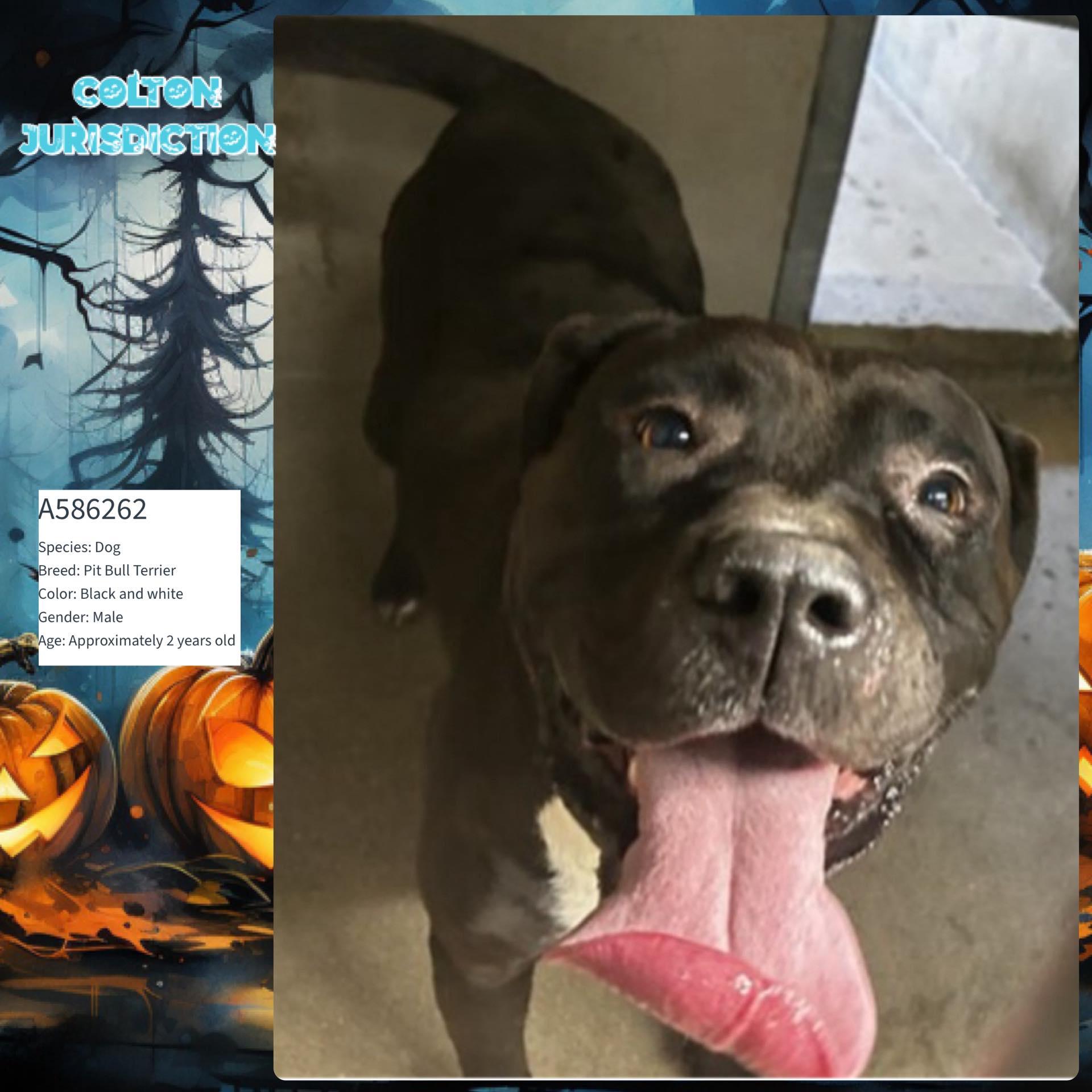 Other Photos of thie Dog