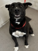 Other Photos of thie Dog