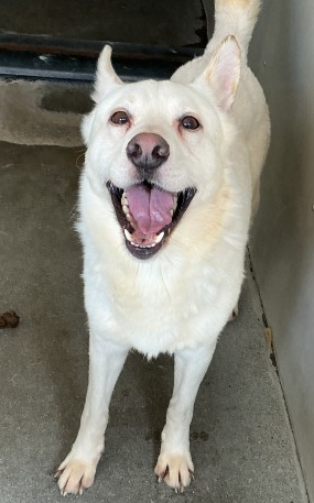 Luke, a Siberian Husky (mix breed), available for adoption