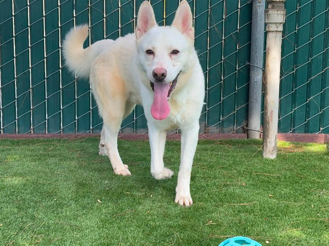 Luke, a Siberian Husky (mix breed), available for adoption