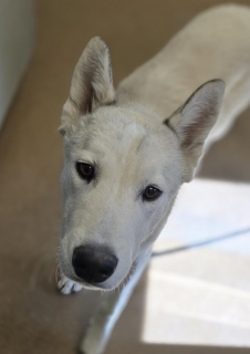 Mallow, a Husky (mix breed), available for adoption