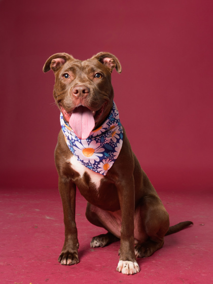 Red Bean, a Chocolate Labrador Retriever, available for adoption