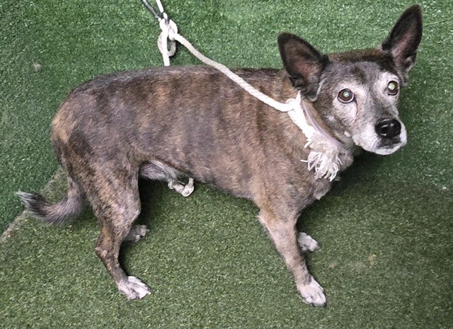 Bentley, a Terrier, available for adoption