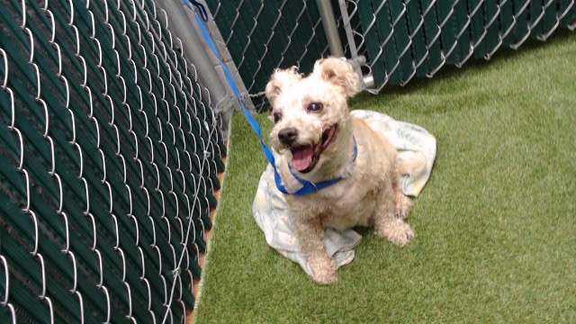 Paco, a Poodle, available for adoption