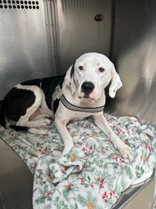Lady Bug, a Retriever, available for adoption