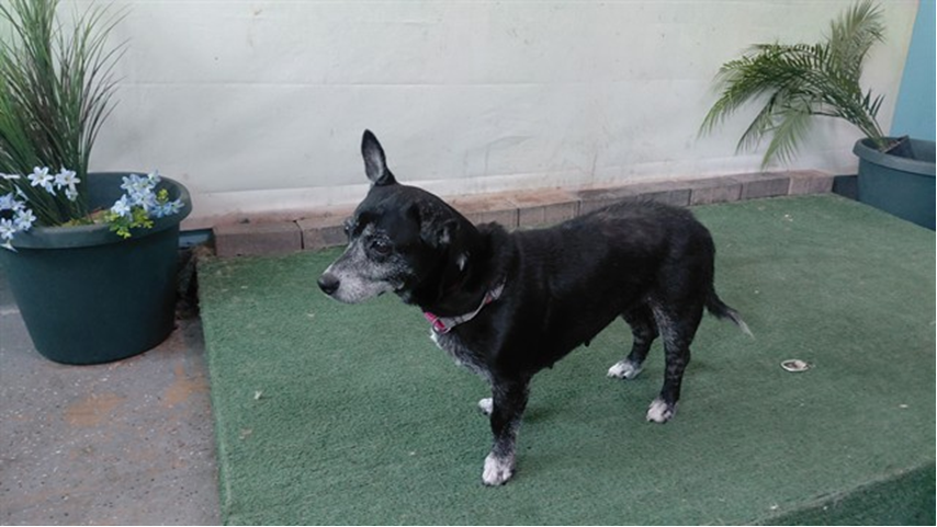Salsa, a Chihuahua, available for adoption