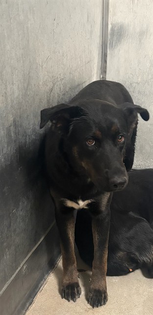 Bella, a Labrador Retriever, available for adoption