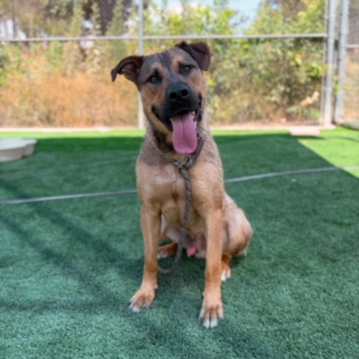 Ruffty, a German Shepherd (mix breed), available for adoption