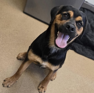Goldie, a Rottweiler (mix breed), available for adoption