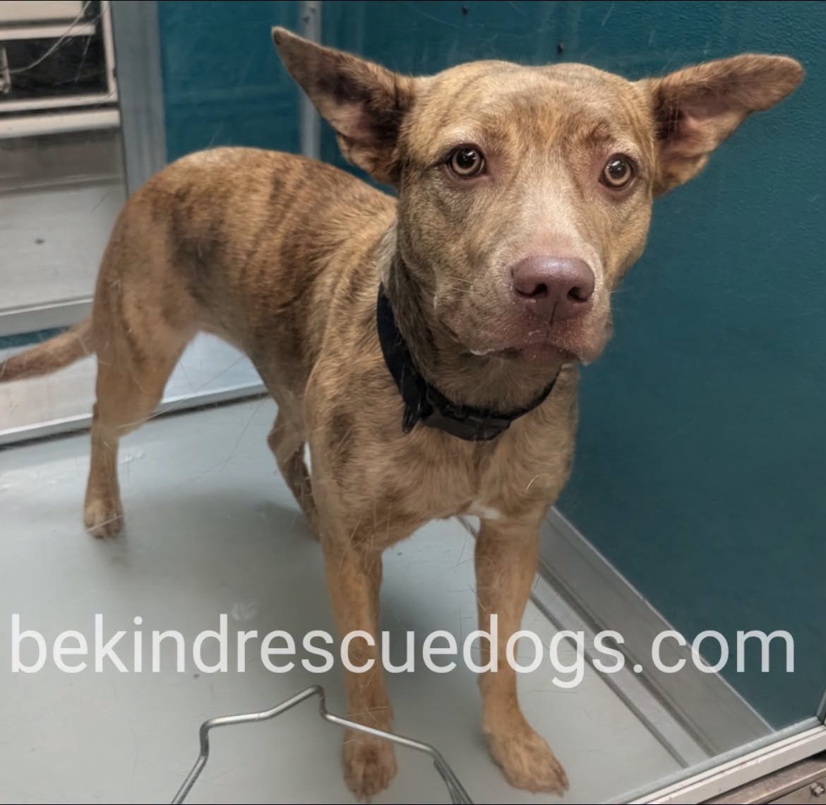 A478398, a Terrier, available for adoption