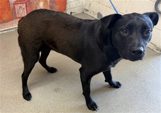 Clover Belle, a Labrador Retriever (mix breed), available for adoption