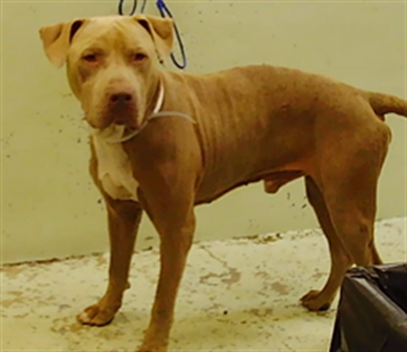 Milo, a Staffordshire Bull Terrier (mix breed), available for adoption