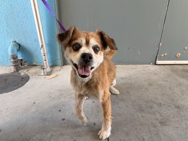 Coco, a Australian Cattle Dog/Blue Heeler, available for adoption