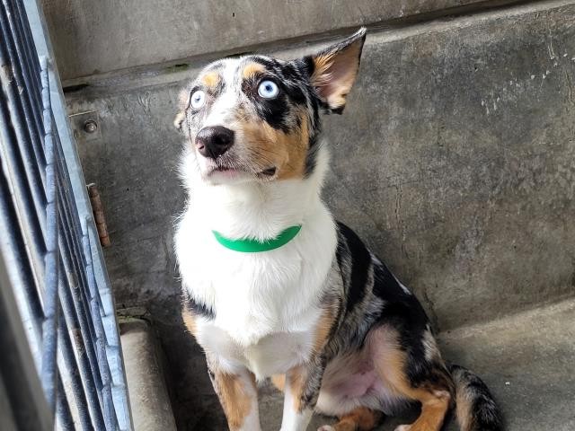Ray, a Australian Shepherd, available for adoption
