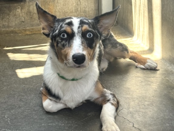 Ray, a Australian Shepherd, available for adoption