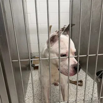 Maxx, a Terrier, available for adoption