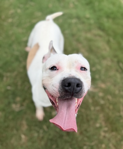 Maxx, a Terrier, available for adoption