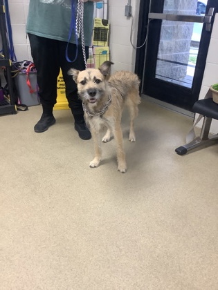 Clarence, a Terrier, available for adoption