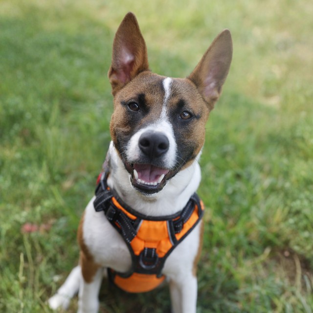 Gianni, a Basenji, available for adoption