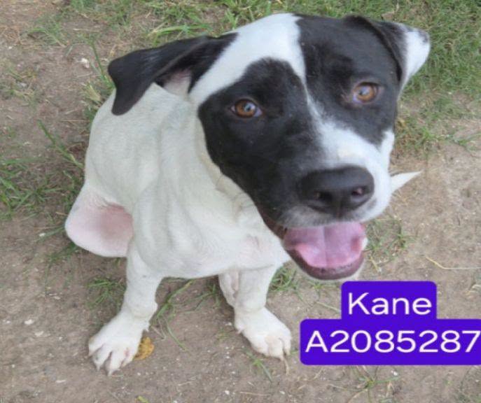 Kane, a Smooth Fox Terrier, available for adoption