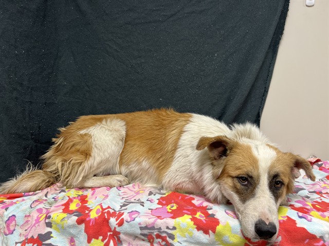 Willow, a German Shepherd, available for adoption
