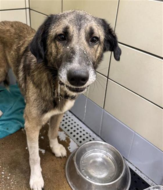 Marty, a Shepherd (mix breed), available for adoption
