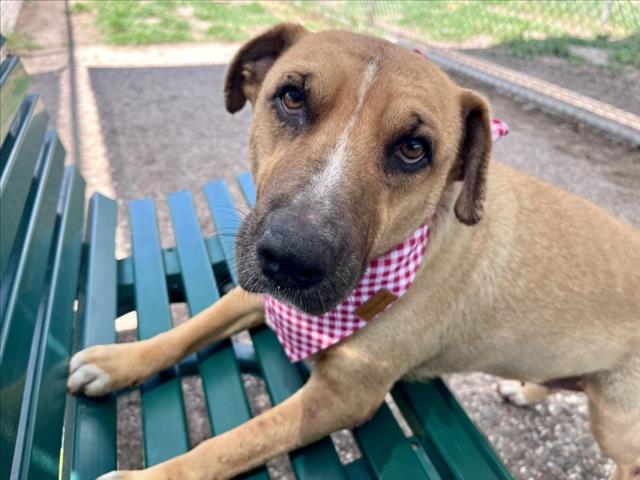 Moxie, a Anatolian Shepherd (mix breed), available for adoption
