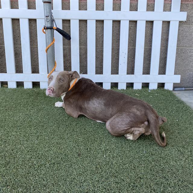 Dandelion, a Pit Bull Terrier, available for adoption