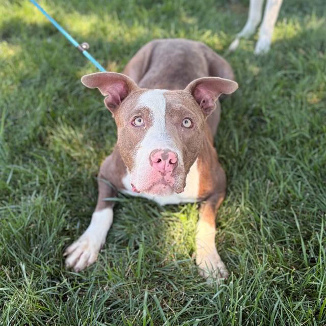 Dandelion, a Pit Bull Terrier, available for adoption