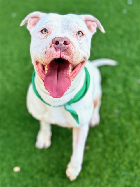 Amber, a Bullmastiff, available for adoption