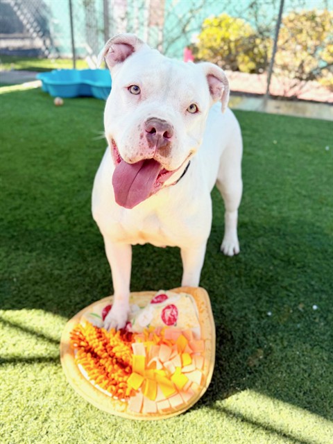 Amber, a Bullmastiff, available for adoption