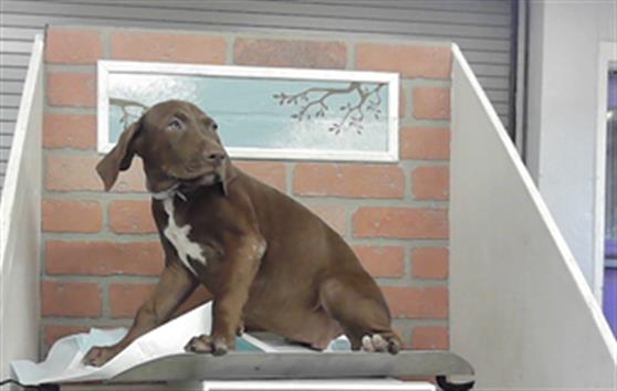 Praline, a Staffordshire Bull Terrier (mix breed), available for adoption