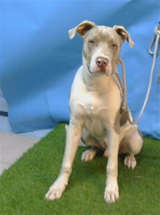 Snoop Dogydog, a Bullmastiff, available for adoption