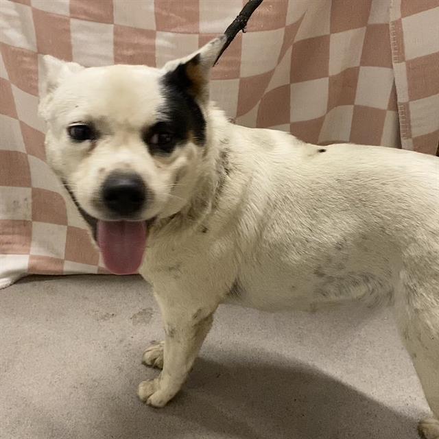 Gia Vang, a Australian Cattle Dog/Blue Heeler, available for adoption