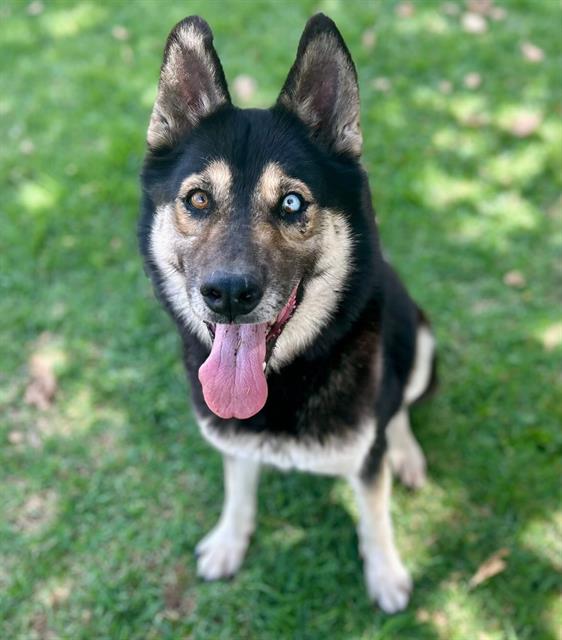 Trinity, a Siberian Husky (mix breed), available for adoption