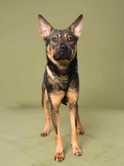Dot, a German Shepherd (mix breed), available for adoption