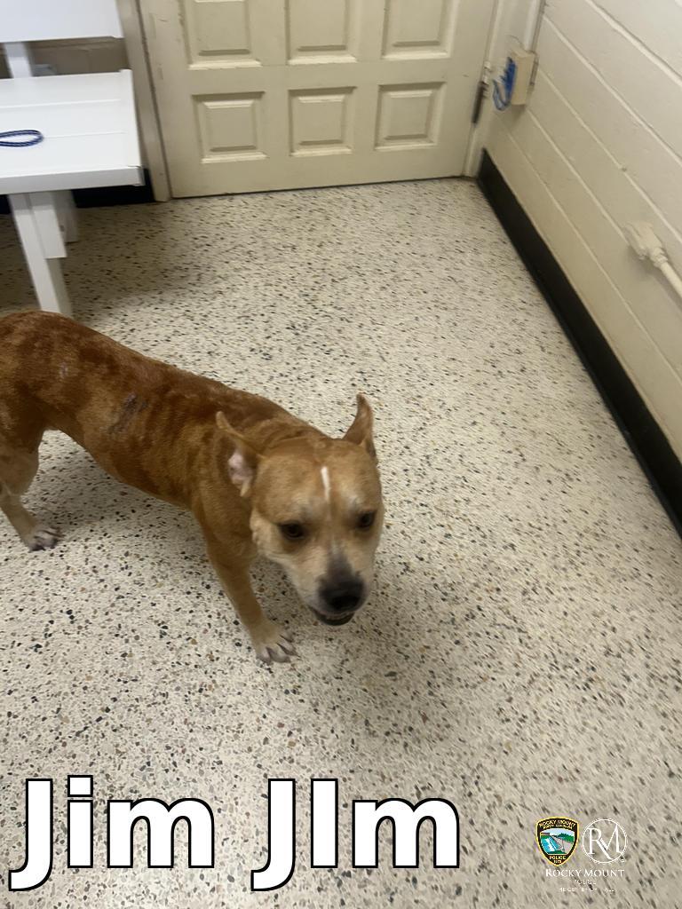 Adoptable pet photo
