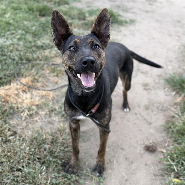 Adoptable pet photo