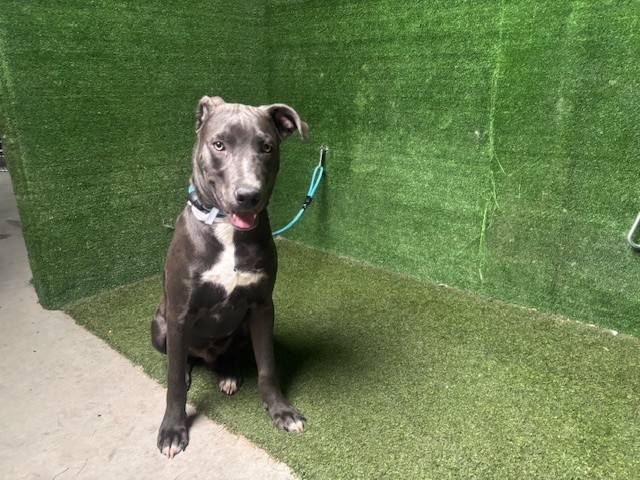 Adoptable pet photo