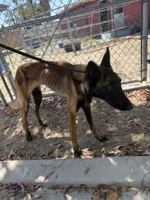 Adoptable pet photo