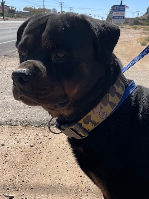 Adoptable pet photo