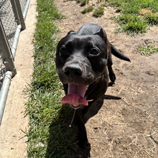 Pepper Rosa Gonser, a Rottweiler, available for adoption