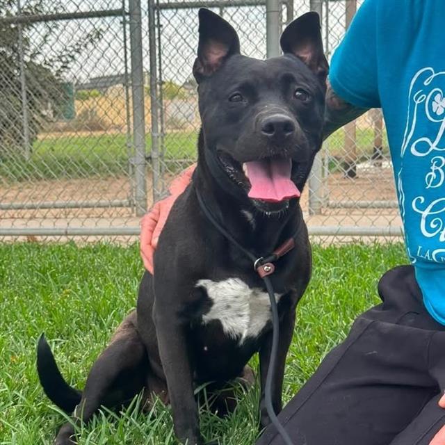 Pepper Rosa Gonser, a Rottweiler, available for adoption