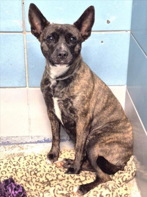 Adoptable pet photo