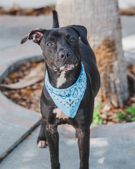 Adoptable pet photo